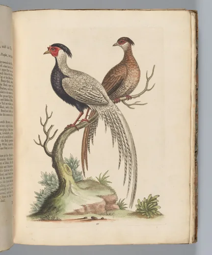 Detail from George Edwards, A Natural History of Uncommon Birds, 1743–51