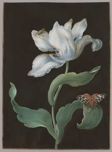 Detail from Barbara Regina Dietzsch, a tulip with moth and beetle, c. 1750–60